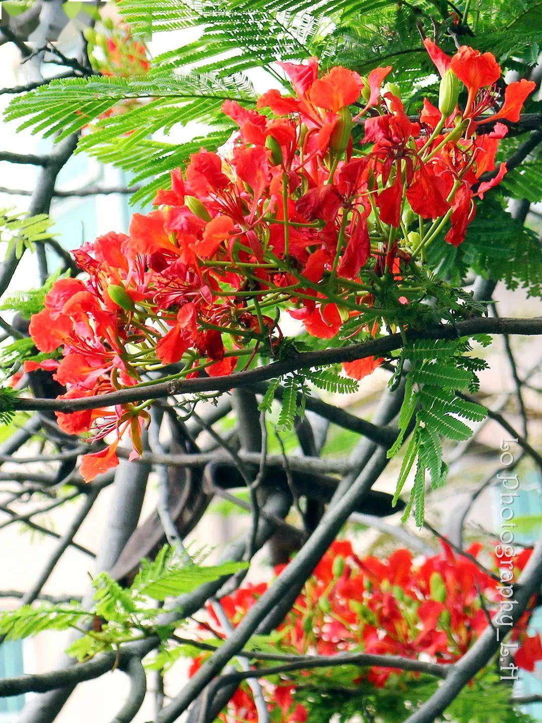 鳳凰花又開