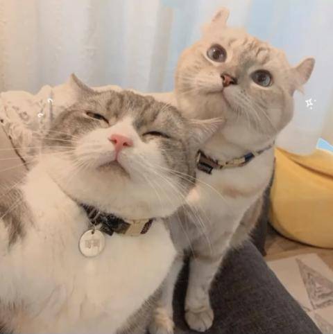 猫咪头像,安排!