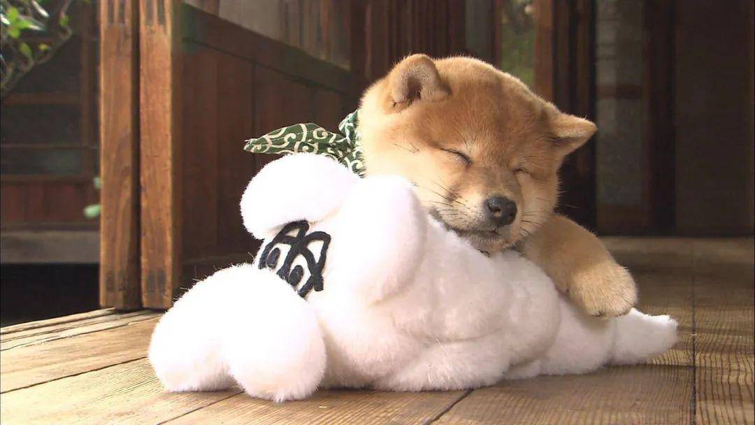 柴犬豆助忠犬八公盘点日本那些人气动物明星