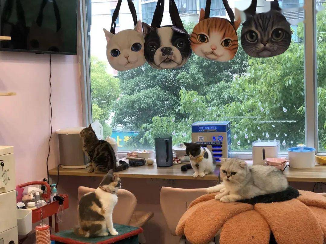 29.9元撸猫套餐来了!疲惫生活里,给自己一个释放的机会!