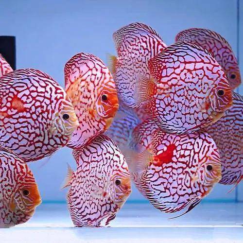 最大的七彩神仙鱼图片