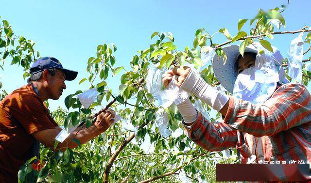 视觉临汾:梨果套袋套出"金蛋蛋"