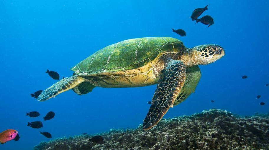 世界海龜日讓我們一起為海洋減塑