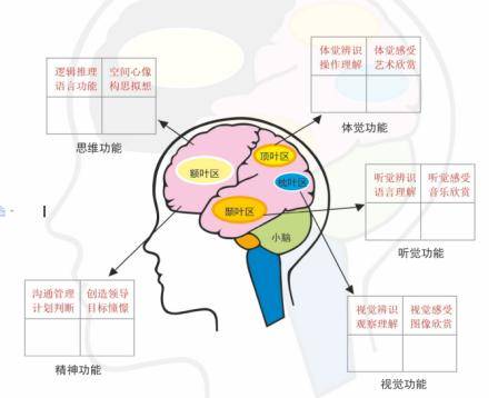大脑十大功能区强弱分布; 8八大多元智能的优势潜能情况 9学习功