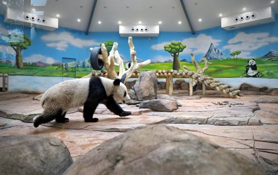 青岛动物园小熊猫馆图片