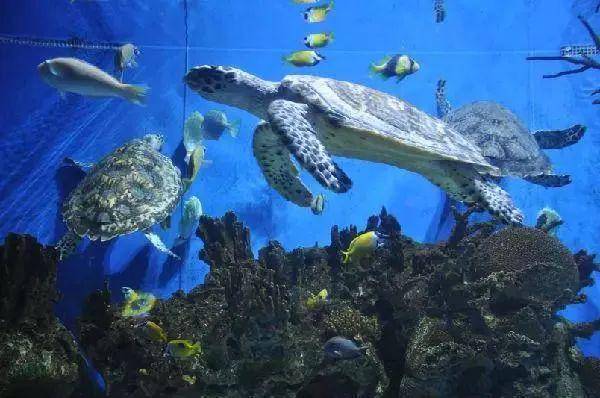 轰动绵阳!1000张海洋世界门票 儿童节免费送!送!送!