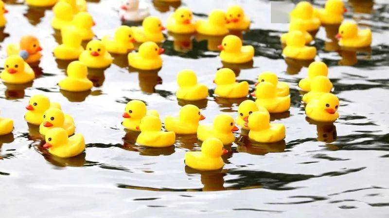 "小黄鸭水上跑西马"直播,看这里!