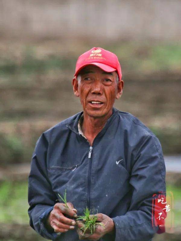 张家口:五月农忙插秧季,老人笑脸洒田间,劳动者才是平凡生活中最美的