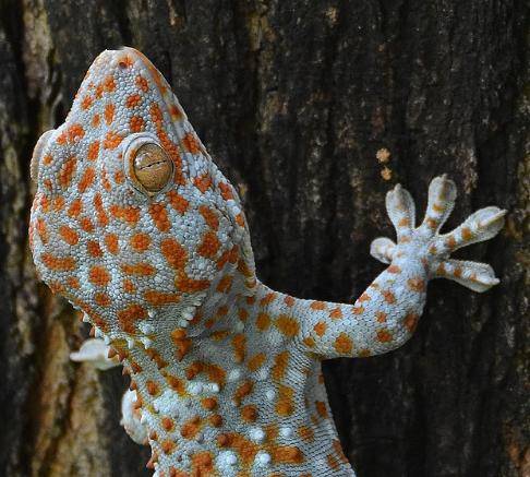 自然界的忍者——大壁虎