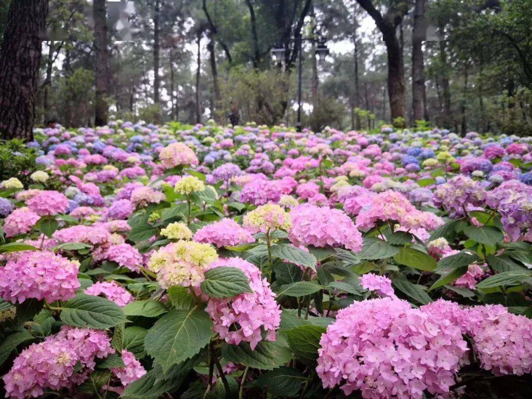 绣球花为什么又叫死人花(绣球花为什么又叫死人花人花)