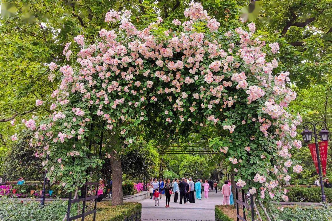 鸟瞰月季目前复兴公园玫瑰园月季正在"盛放",让我们通过镜头来"鸟瞰"
