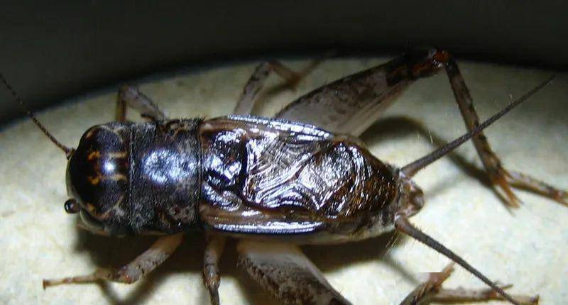 回忆以前的战将紫门三杰