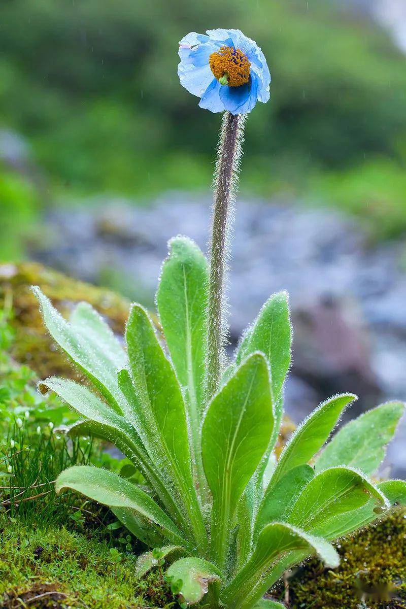 行李|史诗级绿绒蒿之旅【丙察察—藏东南—山南】