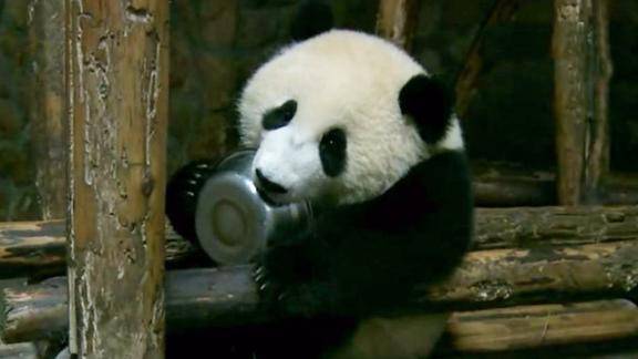 熊猫爱吃铁锅食铁兽这名字可不是白来的没想到折给小虫子了