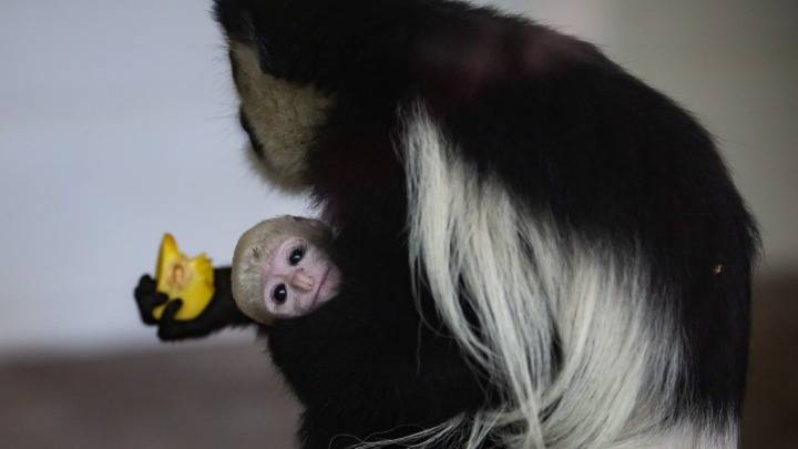 扬州动物园东非黑白疣猴繁殖成功