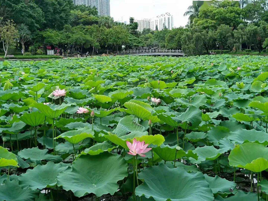 夏季荷花手工:和孩子一起"荷塘月色"赏起来