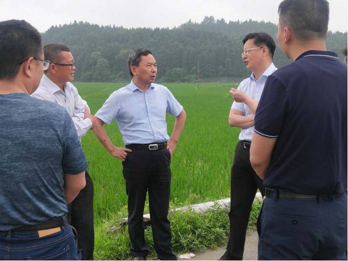 5月22日,市农业农村局局长徐文勤深入宜黄县桃陂镇万家村仙草种植基地