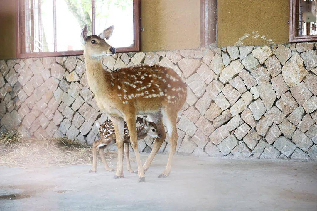 遗址公园第一只鹿宝宝新照首发快收好这份参访小贴士去瞅瞅它