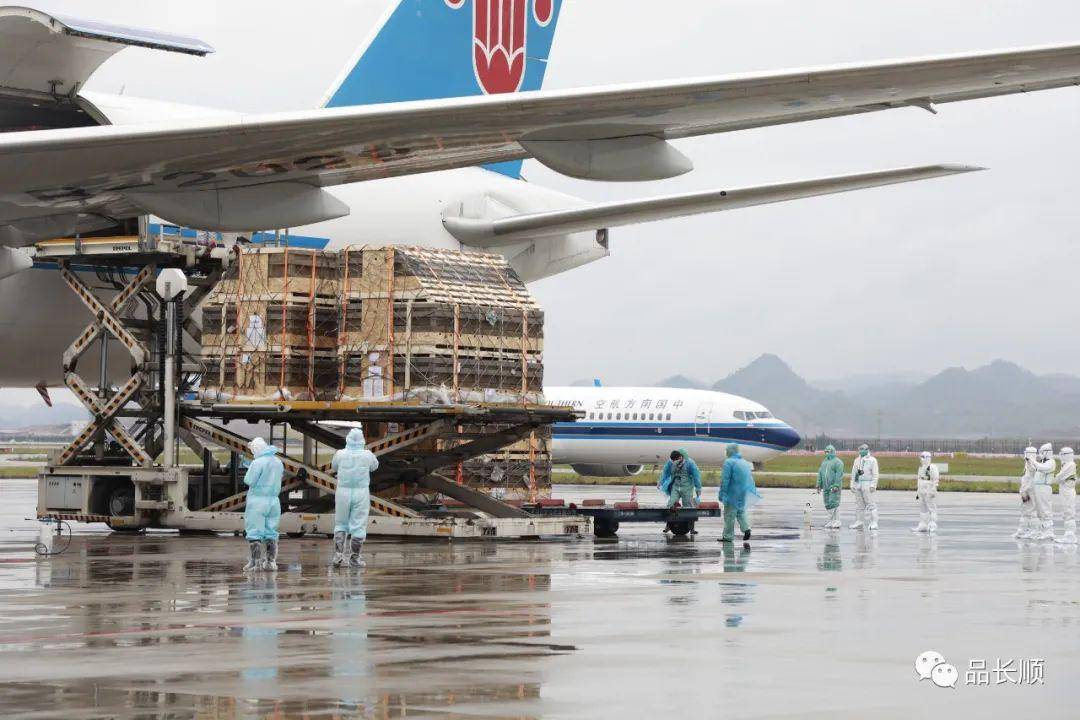 这些猪下飞机后,将乘坐货运专车,直接抵达位于长顺县