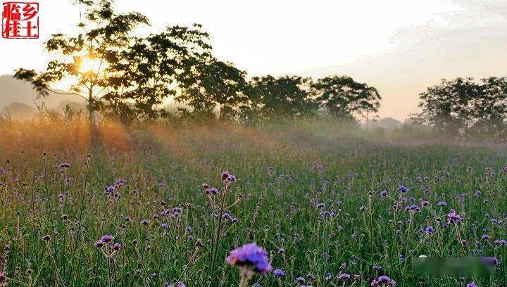 会仙湿地花海美丽引宾朋错峰出行更悠闲