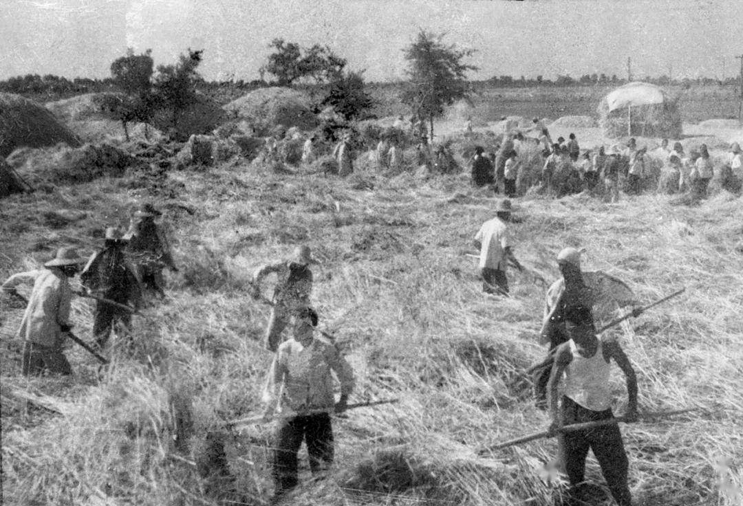 一组30年前肥乡麦收老照片曝光满满都是回忆