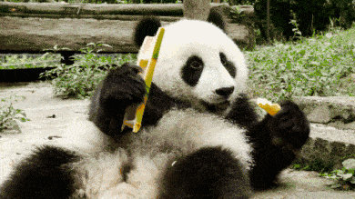外国人究竟有多喜欢大熊猫看完这波操作我服了
