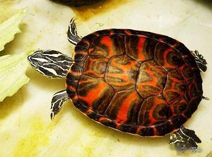 一日一龟——火焰龟_手机搜狐网