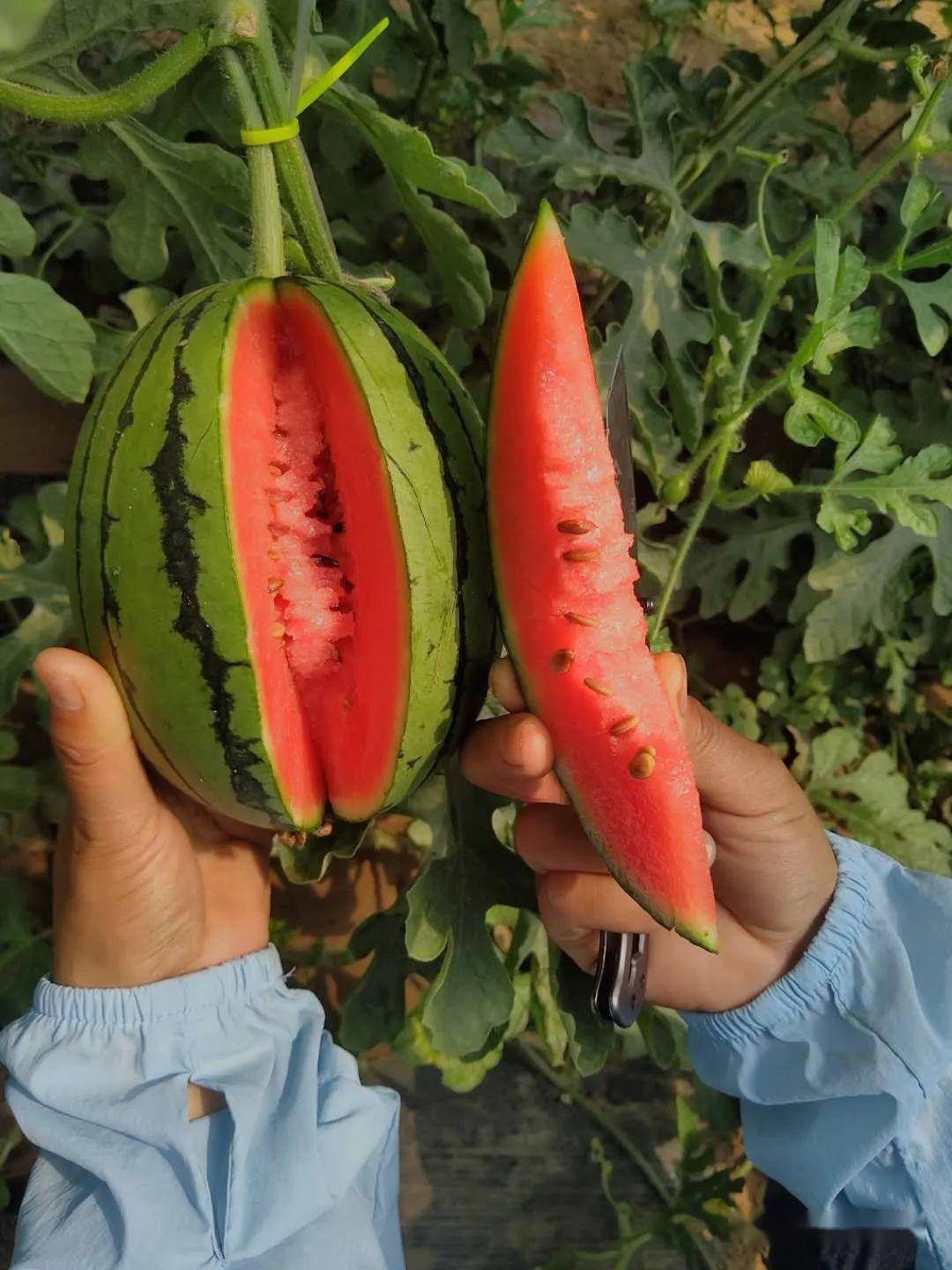 芍药居采购西瓜啦,庞各庄小西瓜,甜,脆,当天采摘!