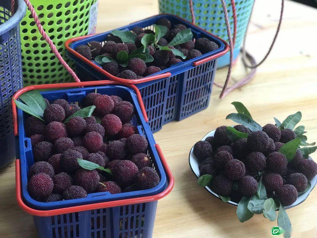 观光 采摘!潮阳金灶杨梅迎来大丰收 今年杨梅品质好产量也大幅提升