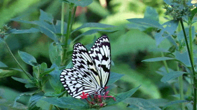 金平蝴蝶谷上亿只蝴蝶宝宝即将破茧成蝶