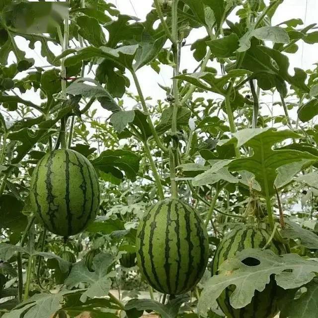 大兴庞各庄西瓜熟了!一起去采摘吧!