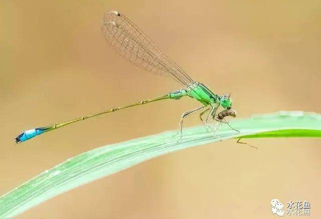 豆娘属于昆虫纲,蜻蜓目,束翅亚目.体形娇小,休息时翅束于背上方.