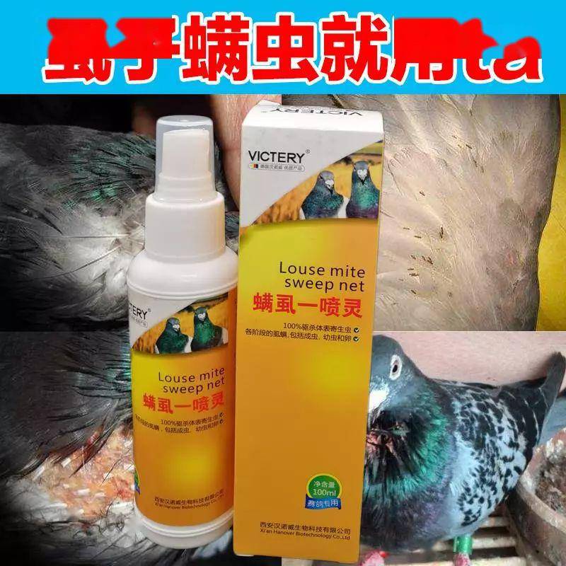 资讯同鸽主7羽赛鸽几乎同时归来公棚决定这么做