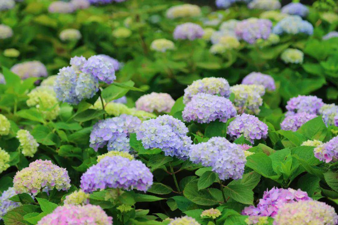 目前这里满山谷的绣球花迎来了最美的盛花期!