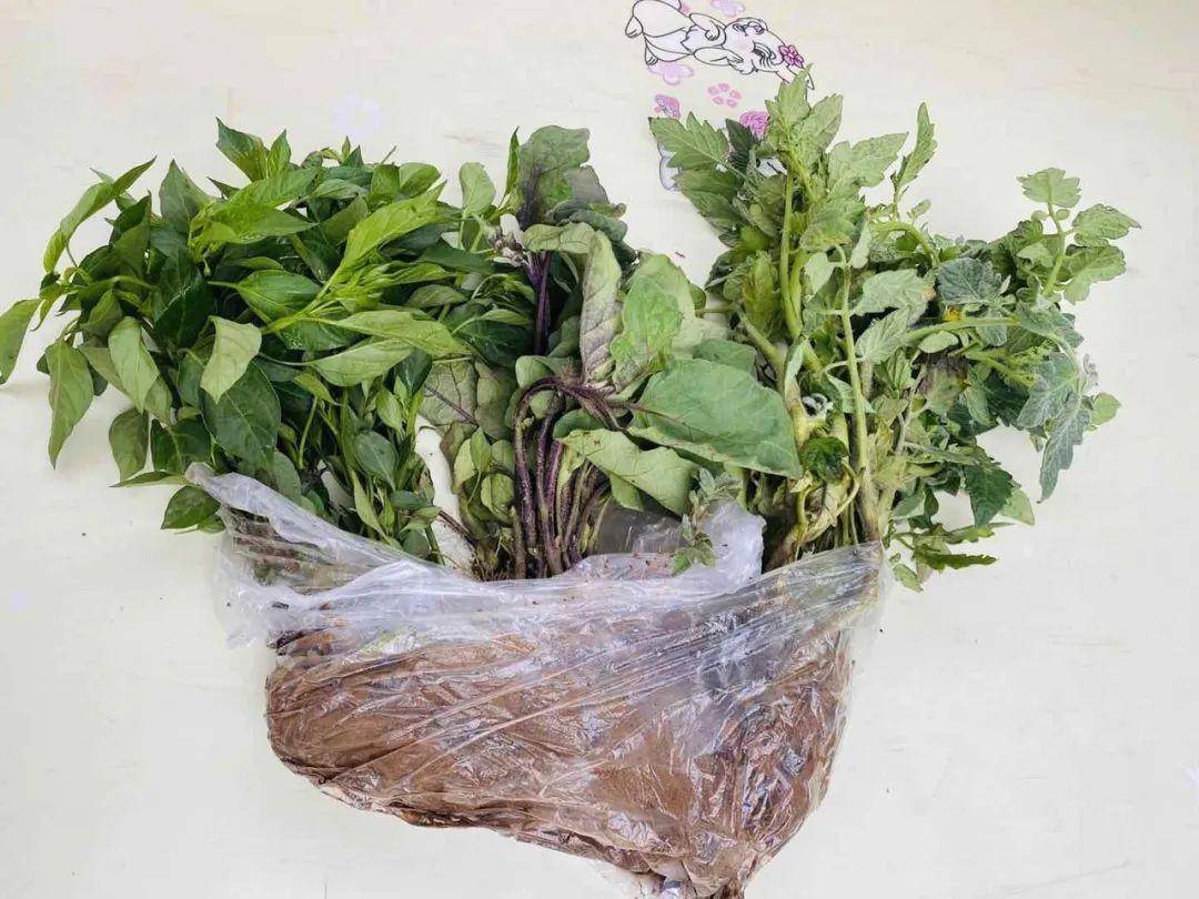 久顺| 种下希望,收获美好_菜苗