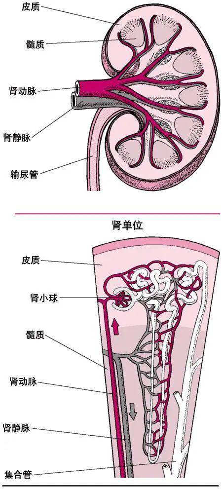 肾小球解剖结构图图片