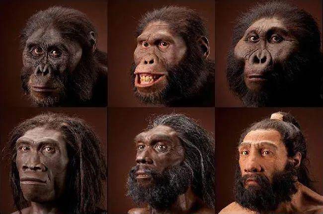 23:59 南方古猿进化成功大约800万年至500万年前,有些类似黑猩猩的猿