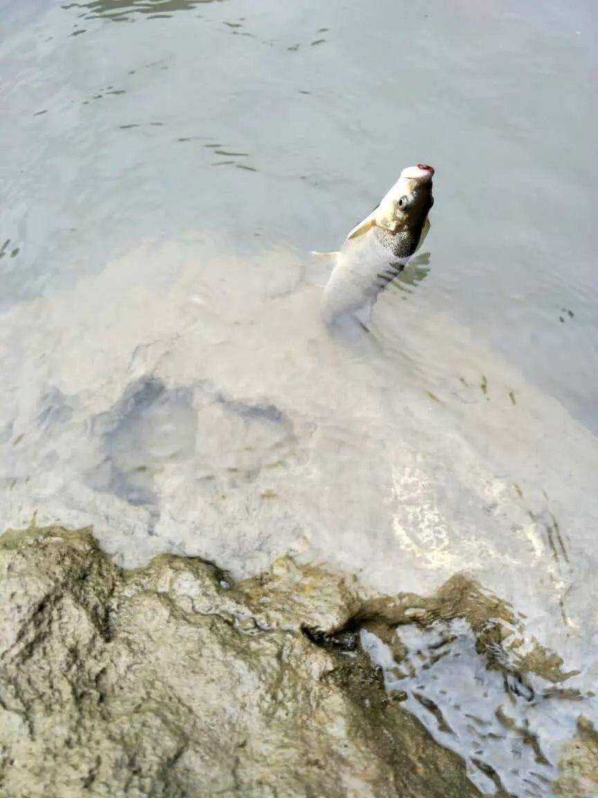 此鱼被山里人称之为阳鱼是货真价实的绿色食品