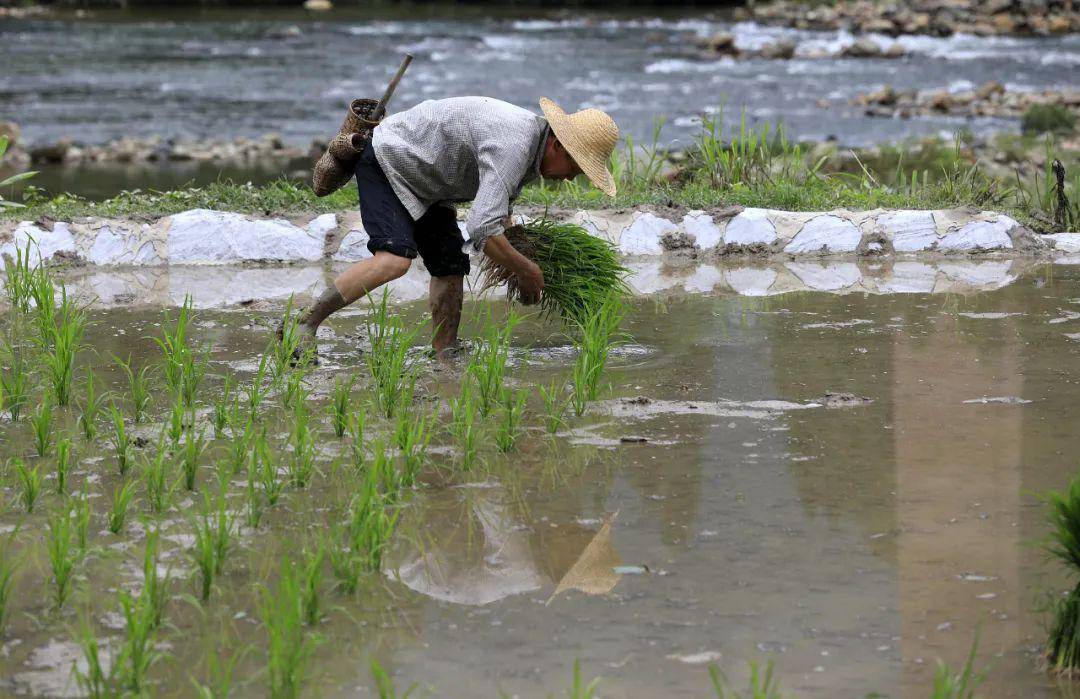 图刊 初夏时节,贵州省黔东南苗族侗族自治州从江县的农民抢抓农时插秧