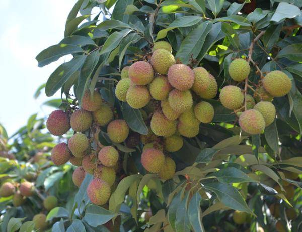 超荔害红河屏边县妃子笑荔枝成熟上市啦