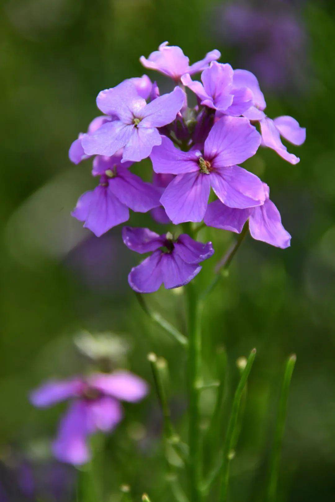 紫色菜杆的油菜花图片