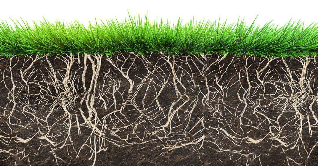 做好果岭管理别让土壤分层