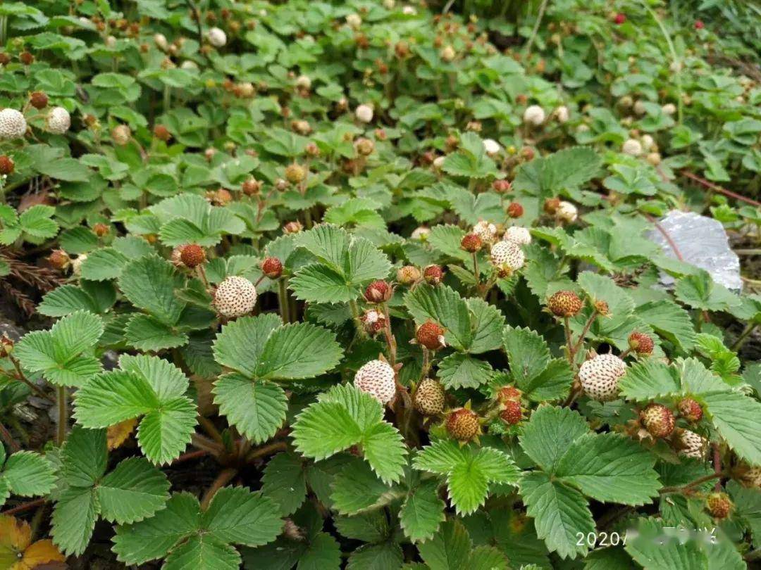 兴文山上的这种野果子熟了好多人都争着去tao