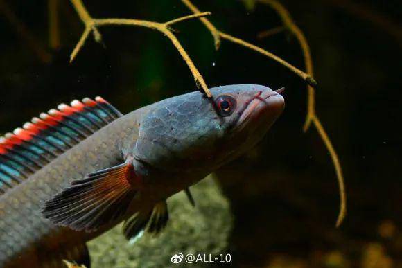 鳍红色美火背雷龙惊艳了