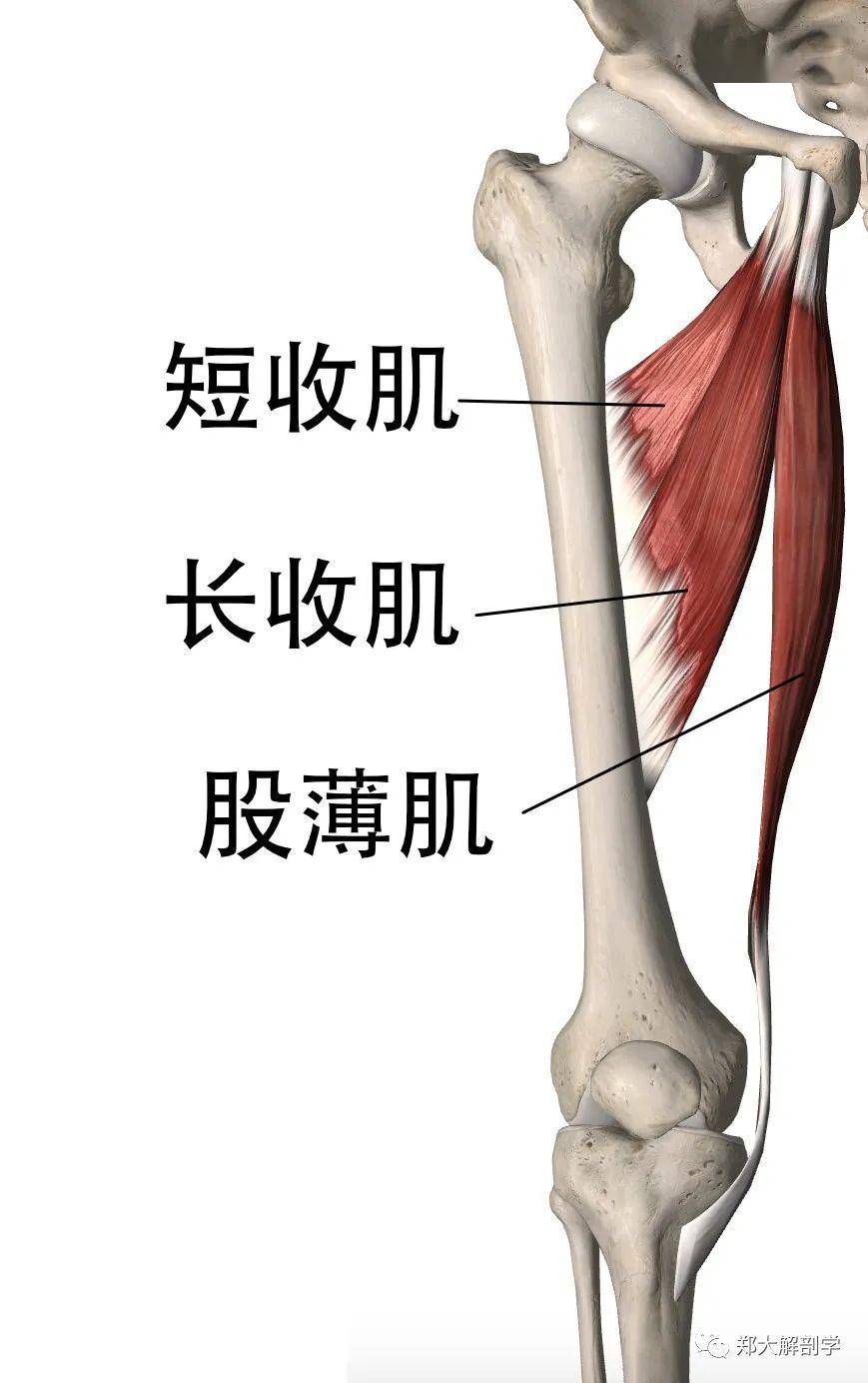 闭孔神经卡压_分支