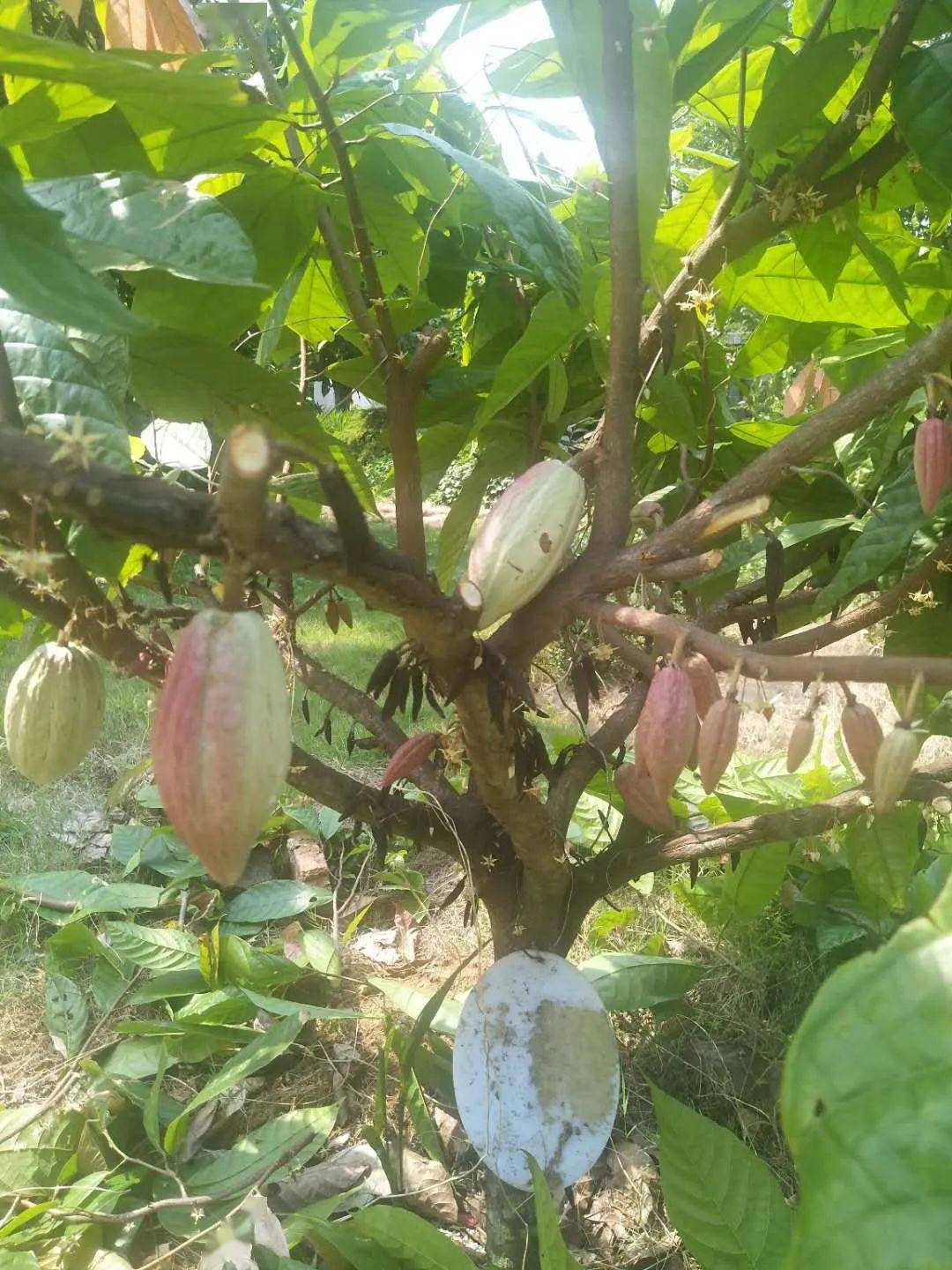 可可树印度紫檀文定果 微甜,超好吃!