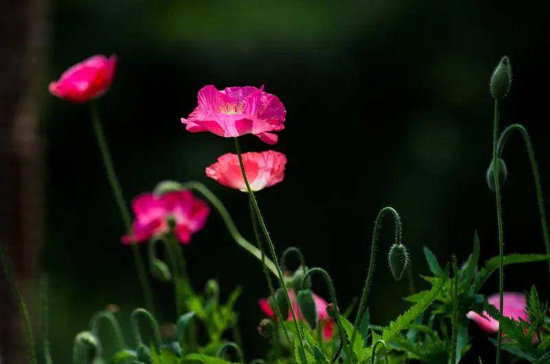 海上花语(52)_虞美人