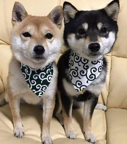 当柴犬遇上秋田犬会碰撞出什么火花这场面好有爱被萌化了