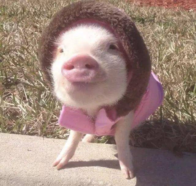 加拿大的一对夫夫无意间看到了宠物店的广告,照片里的小香猪可爱极了