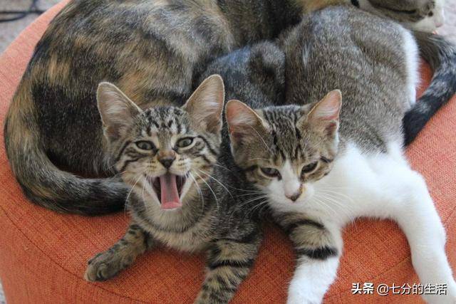 田园猫里性格,情商都不输品种猫的三花,为什么却很少被人喜欢?